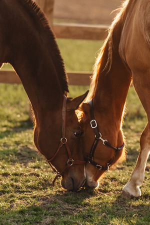 Наши лошади
